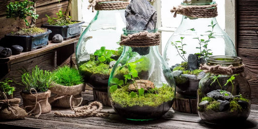 Top 10 DIY Terrarium tips