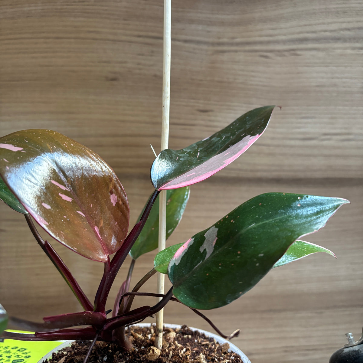 Philodendrons Pink Princess