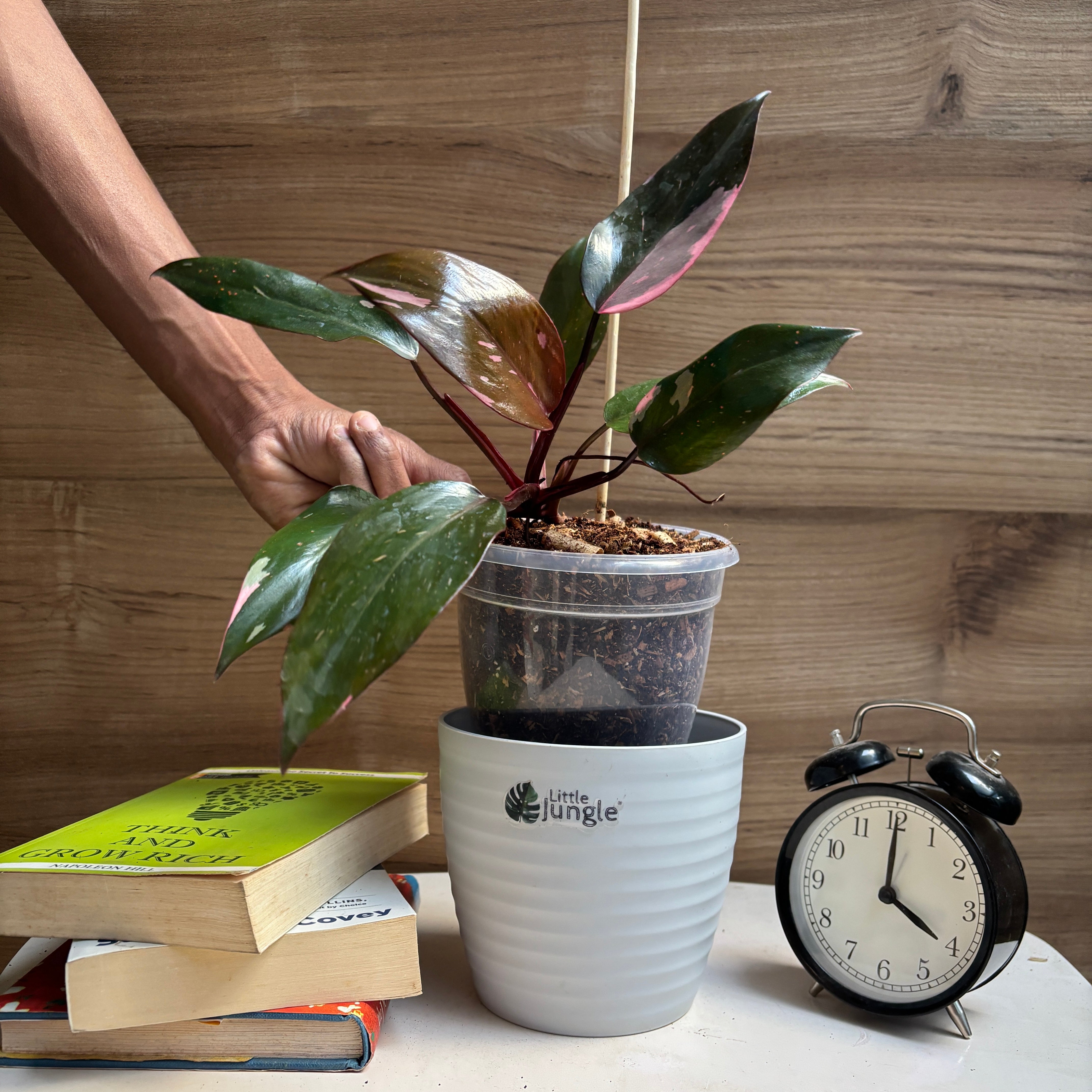 Philodendrons Pink Princess