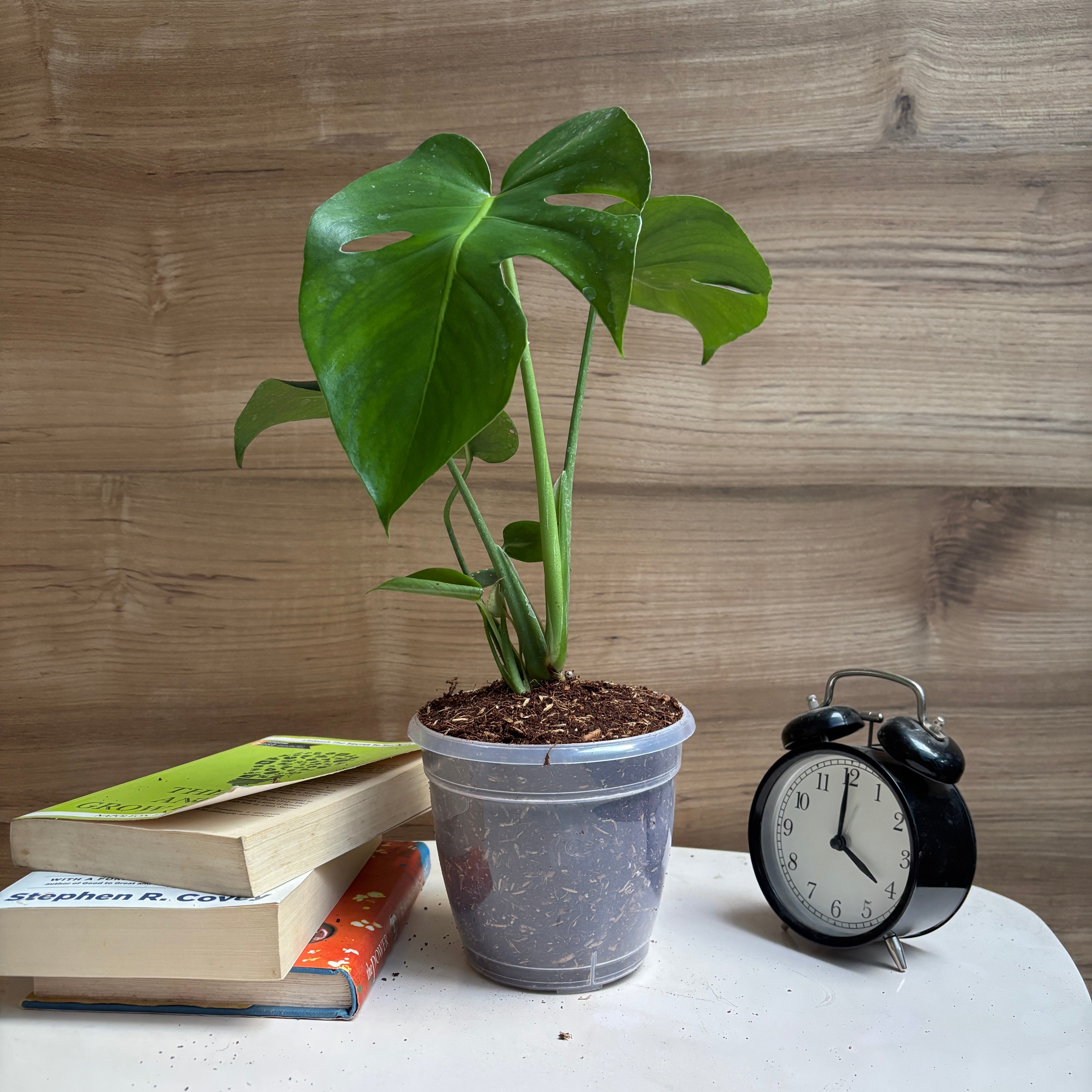 Monstera Deliciosa