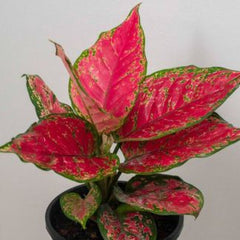 Aglonema Red Valentine