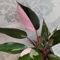 Philodendrons Pink Princess