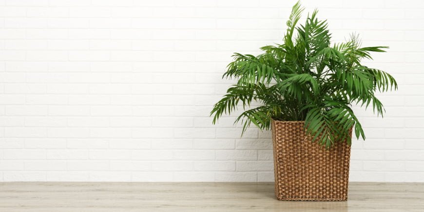 Best air purifying plants | LittleJungle